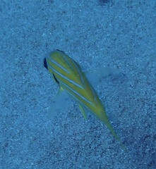 Lutjanus kasmira