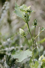 Hibiscus moscheutos