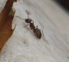 Lasius