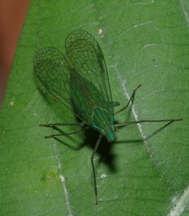 Dictyopharidae