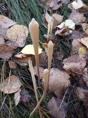 Macrotyphula fistulosa