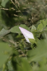 Hibiscus moscheutos