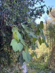 Pericampylus glaucus