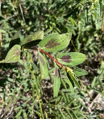 Euphorbia nutans