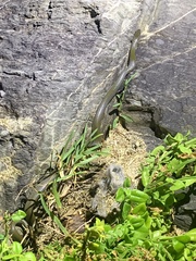 Lycodonomorphus inornatus