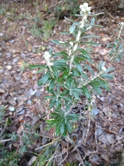 Chiliotrichum diffusum