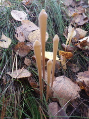 Macrotyphula fistulosa