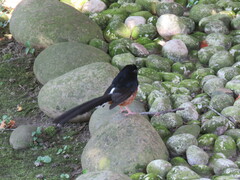 Copsychus malabaricus
