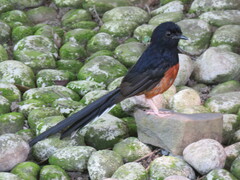 Copsychus malabaricus