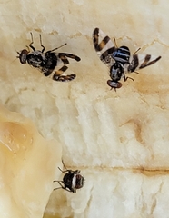Dyscrasis hendeli