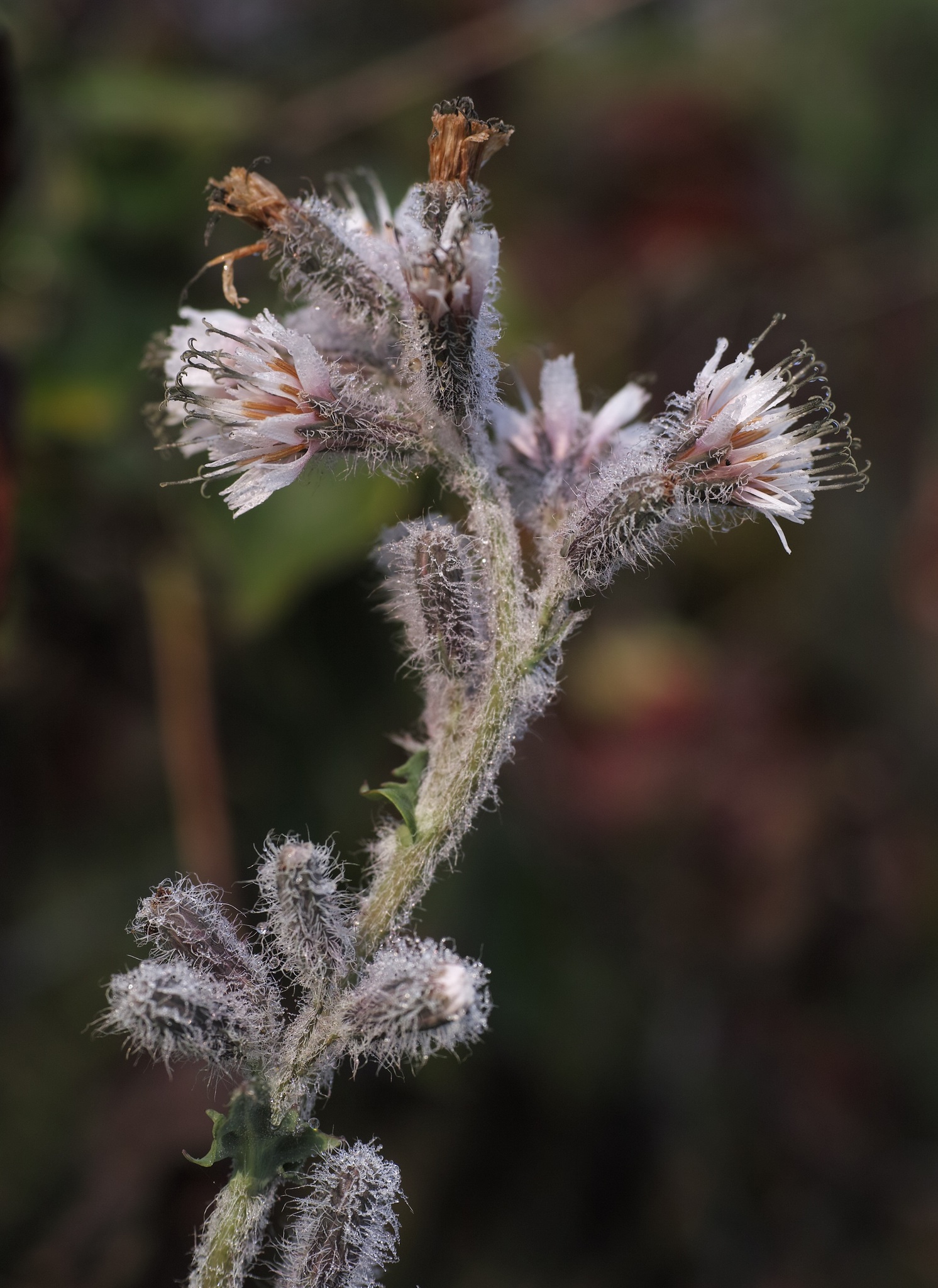 Prenanthes racemosa