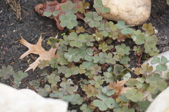 Oxalis corniculata