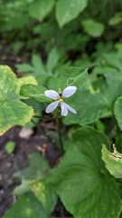 Viola canadensis