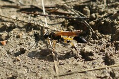 Sceliphron madraspatanum