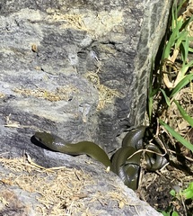 Lycodonomorphus inornatus