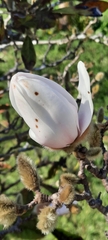 Magnolia