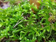 Eurhynchium angustirete