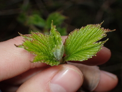 Betulaceae