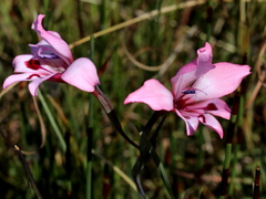Gladiolus carneus