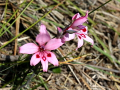 Gladiolus carneus