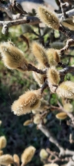 Magnolia