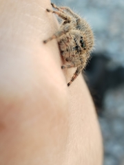 Phidippus octopunctatus