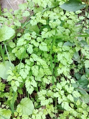 Anthriscus cerefolium