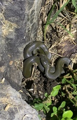 Lycodonomorphus inornatus