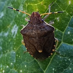 Peribalus strictus vernalis