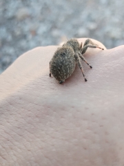 Phidippus octopunctatus