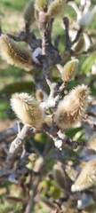 Magnolia