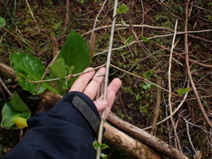 Betulaceae