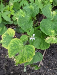 Viola canadensis