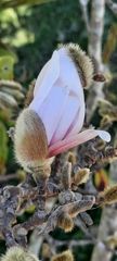 Magnolia