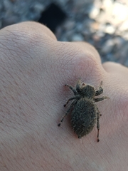 Phidippus octopunctatus