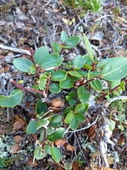 Maytenus magellanica