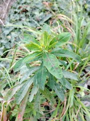 Euphorbia epithymoides