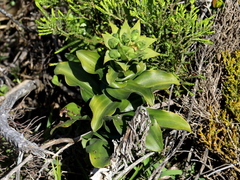 Bonatea speciosa