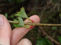 Betulaceae