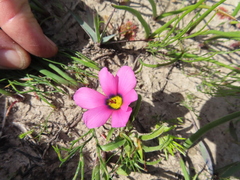 Moraea versicolor