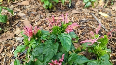 Justicia carnea