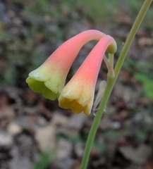 Polianthes zapopanensis