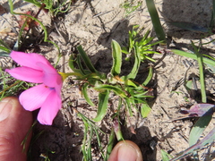 Moraea versicolor