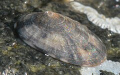 Patellogastropoda