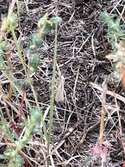 Loxostege cereralis