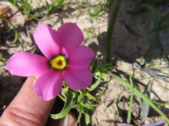 Moraea versicolor