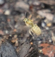 Lasioglossum pilosum