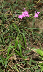 Phlox glaberrima