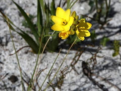 Ixia odorata