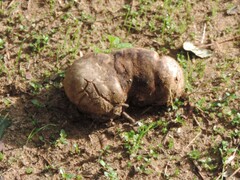 Scleroderma polyrhizum